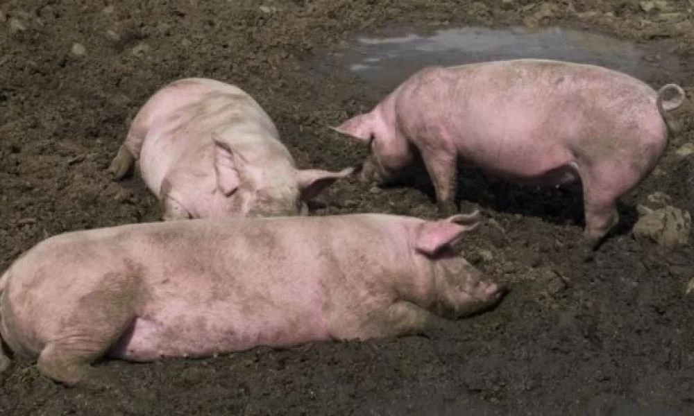 Άντρας πάχαινε γουρούνι για να το φάει... αλλά τον καταβρόχθισε αυτό!